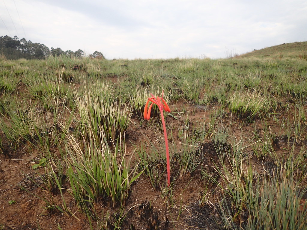 Cyrtanthus tuckii, Indlovu DC, South Africa