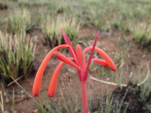 Cyrtanthus tuckii