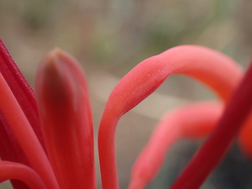 Cyrtanthus tuckii