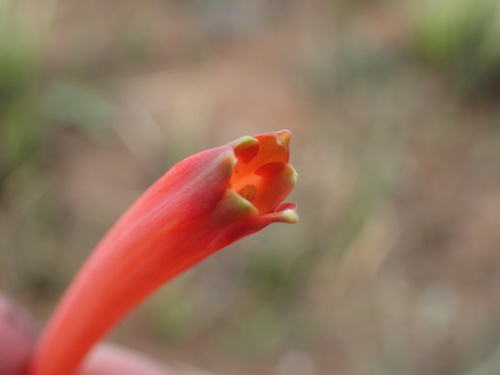 Cyrtanthus tuckii