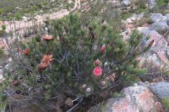 Protea aristata