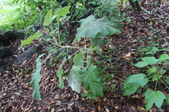 Onoseris onoseroides