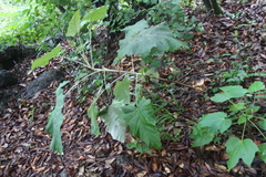 Onoseris onoseroides