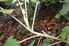 Onoseris onoseroides