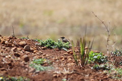 Cisticola chiniana