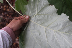 Onoseris onoseroides