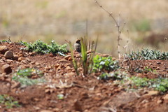 Cisticola chiniana