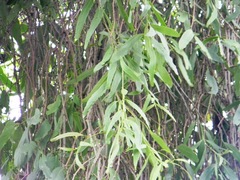 Dendrophthoe falcata