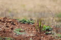 Cisticola chiniana