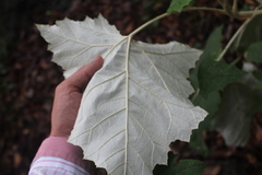 Onoseris onoseroides