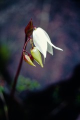 Heliamphora nutans