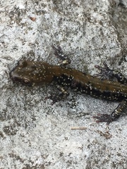Plethodon petraeus