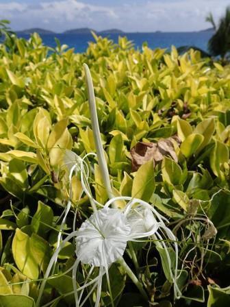 Hymenocallis littoralis image