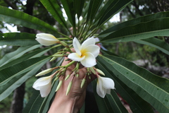 Plumeria rubra