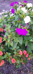 Mirabilis jalapa