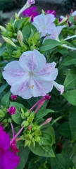 Mirabilis jalapa