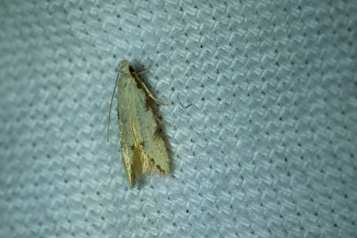 Taygete citrinella
