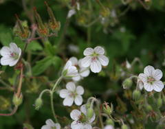 Geranium ornithopodon