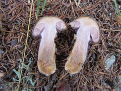 Cortinarius stillatitius