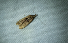 Dichomeris delotella