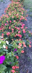 Mirabilis jalapa