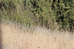 Sphenoeacus afer natalensis