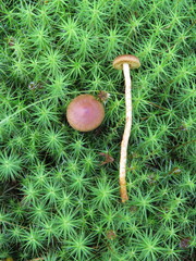 Cortinarius tubarius