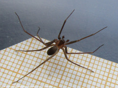 Loxosceles hirsuta
