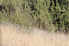 Sphenoeacus afer natalensis