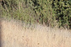 Sphenoeacus afer natalensis