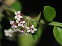 Astephanus triflorus