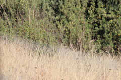 Sphenoeacus afer natalensis