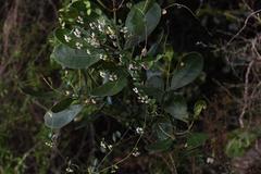 Astephanus triflorus