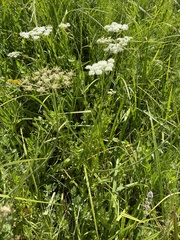 Oxypolis occidentalis