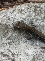 Plethodon petraeus