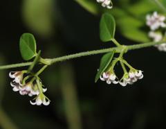 Astephanus triflorus