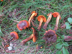 Cortinarius malicorius