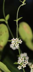 Astephanus triflorus