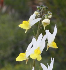 Nemesia ligulata