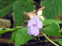 Impatiens pulcherrima
