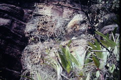Stegolepis guianensis