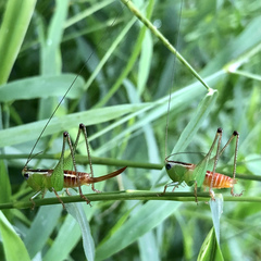 Conocephalus signatus