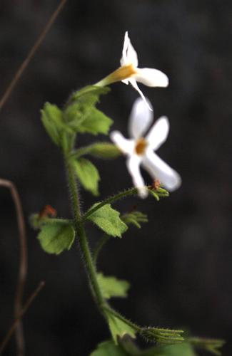 Chaenostoma hispidum (Chaenostoma hispidum)