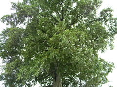 Ficus mollis