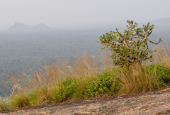 Euphorbia antiquorum