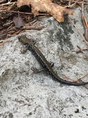Plethodon petraeus