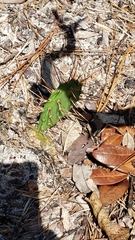 Opuntia drummondii