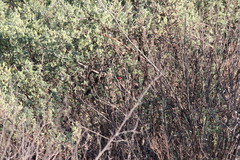 Lagonosticta rubricata