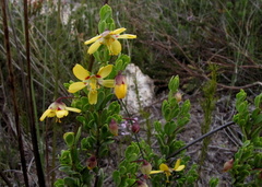 Roepera flexuosa