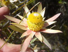 Leucadendron conicum